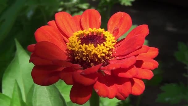 赤いジニアの花のクローズアップショット — ストック動画