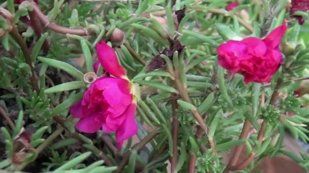 赤いバラの花のクローズアップショット — ストック動画