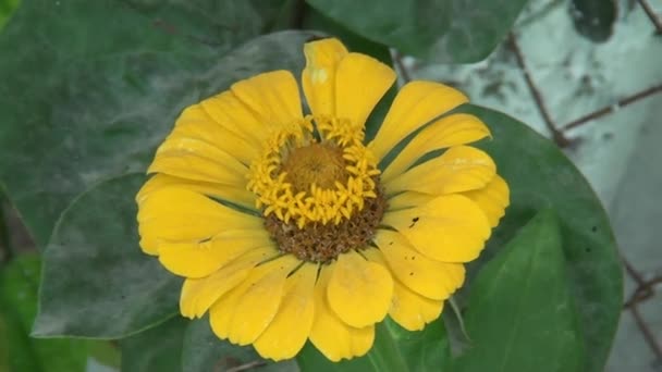 黄色の亜鉛の花のクローズアップショット — ストック動画