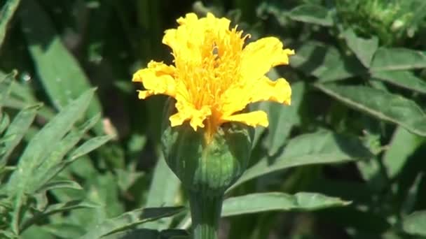 Крупный План Жёлтого Цветка Зиннии — стоковое видео