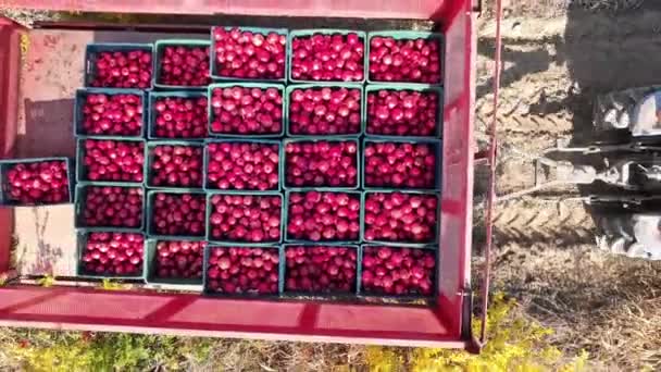 Aerial View Tractor Driving Thousands Pomegranate Trees — Stock Video