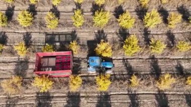 Aerial view a tractor is driving through thousands of pomegranate trees