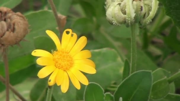 Primer Plano Las Flores Amarillas Zinnia — Vídeo de stock