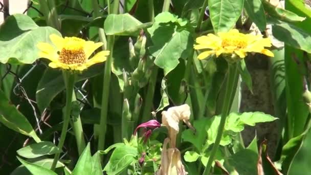 Gros Plan Sur Yellow Zinnia Flowers — Video