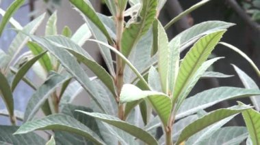 Gündüz vakti açık havada yetişen renk yapraklarını kapat