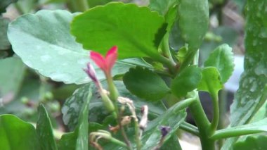 Yazın çiçeklerin güzel doğası