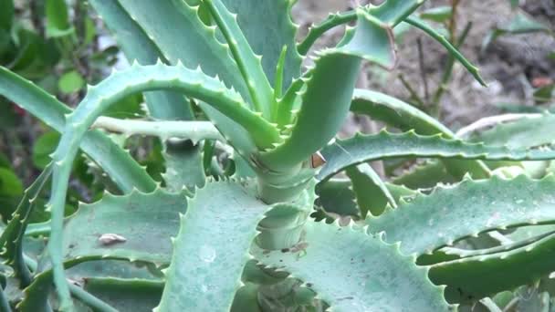 Zelená Aloe Rostlina Ostrými Listy — Stock video