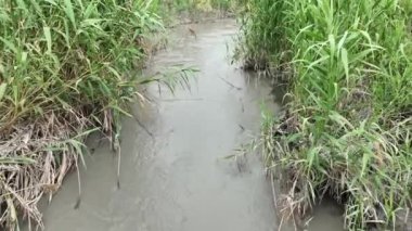 Ormanda yeşil çimenler