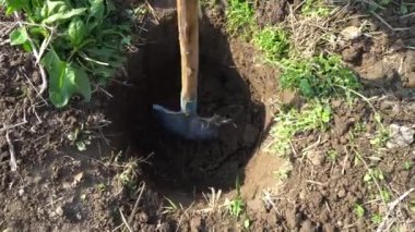 Elinde yeşil çimlerle toprağı kazan bir kürek.