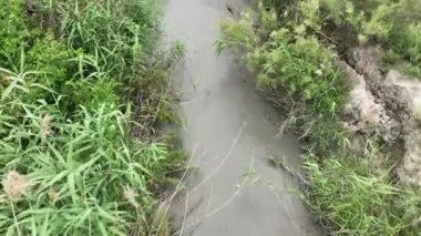 Nehir ormanda akıyor.