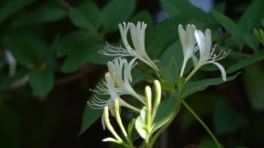 Bahçedeki beyaz çiçek