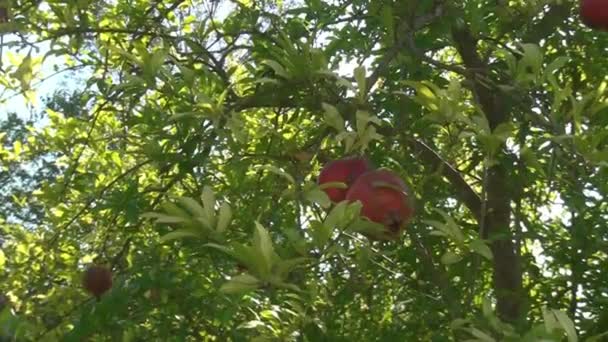 Červené Granátové Jablko Zahradě — Stock video