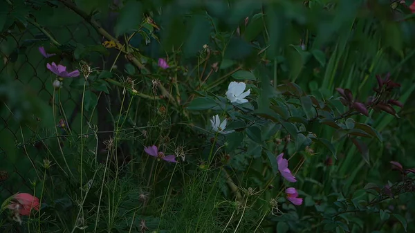 Lindas Flores Rosas Selvagens Florescendo Jardim Dia Verão Imagem De Stock
