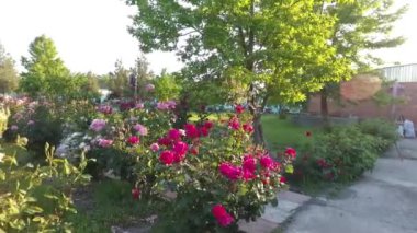 Bahçedeki güzel çiçekler