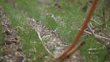 Arka planı bulanık yeşil bir çimenin yakın plan görüntüsü.