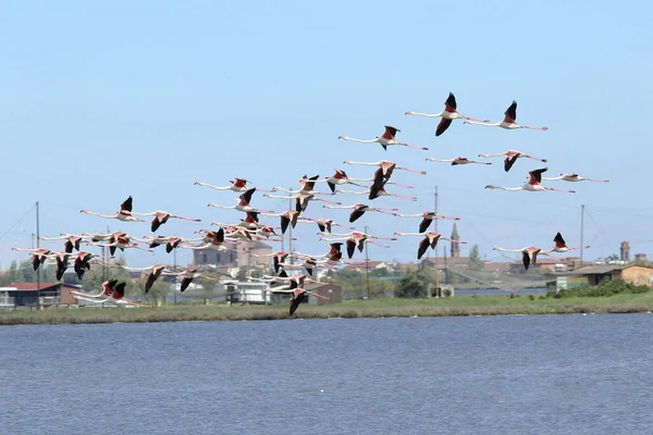 Spectacular pink flamingos in flight over the Comacchio valleys