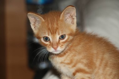 Tatlı görünümlü, kırmızı renkli küçük kedi yavrusu.