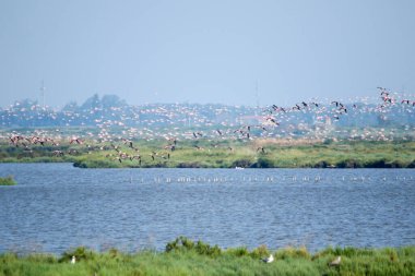 Comacchio vadileri üzerinde uçan muhteşem pembe flamingolar.
