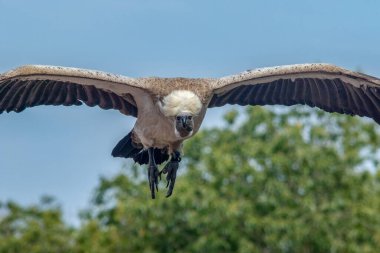Muhteşem Griffon akbabası Fransa semalarında uçuyor.