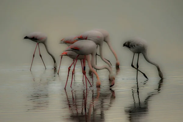 Maravilhosos Jovens Flamingos Rosa Comendo Pântano — Fotografia de Stock