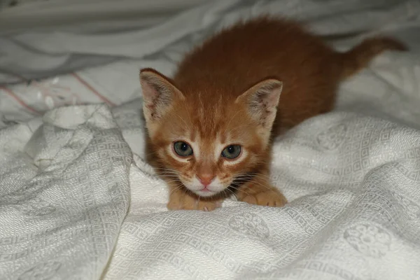 Kleine Süße Katzenwelpen Von Roter Farbe Mit Süßem Aussehen — Stockfoto