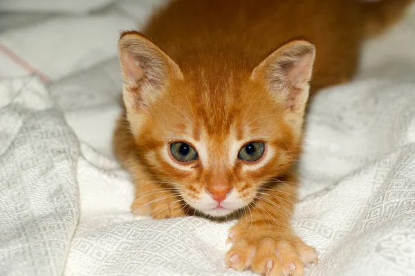 Pequeño Lindo Cachorro Gato Color Rojo Con Aspecto Dulce —  Fotos de Stock