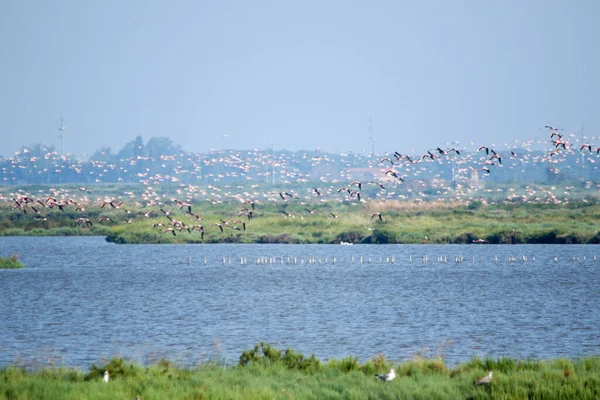 Spectacular pink flamingos in flight over the Comacchio valleys