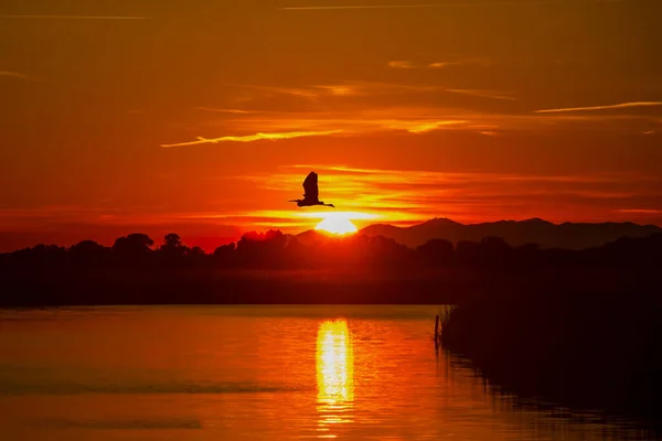 Beautiful sunset over the swamp with heron in flight