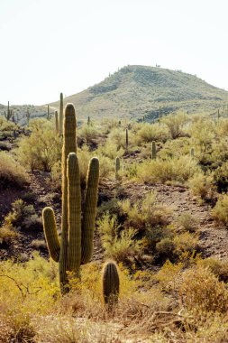 Bir grup saguaro kaktüsü, Birleşik Devletler 'in güneybatısında Phoenix yakınlarındaki Sanoran çölünde göze çarpıyor..