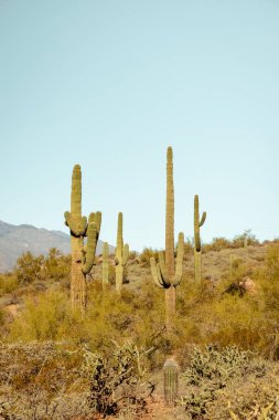 Bir grup saguaro kaktüsü, Birleşik Devletler 'in güneybatısında Phoenix yakınlarındaki Sanoran çölünde göze çarpıyor..