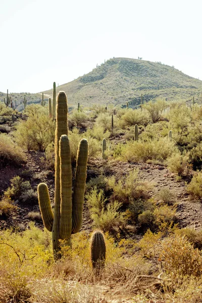 Group of saguaro cacti standing prominently in the sanoran desert near phoenix arizona southwestern united states.