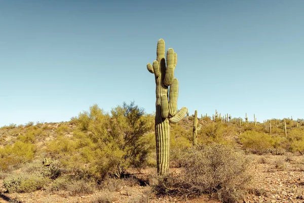 Single main saguaro cactus standing prominently in the Sonoran desert near phoenix Arizona southwestern united states.