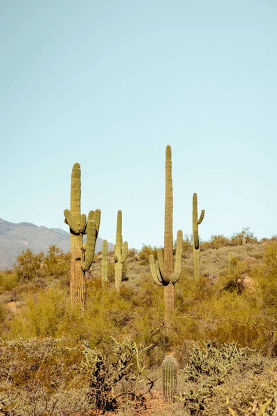 Group of saguaro cacti standing prominently in the sanoran desert near phoenix arizona southwestern united states.