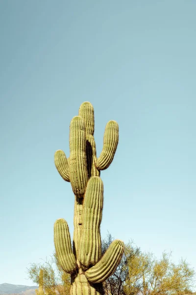 Single main saguaro cactus standing prominently in the Sonoran desert near phoenix Arizona southwestern united states.