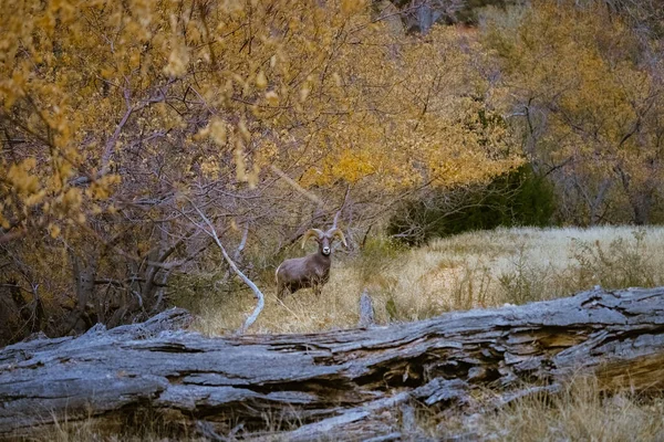Super telephoto image of bighorn sheep grazing, walking, staring in Zion National Park in Utah seen along a popular walking trail just after sunset at dusk time when there are less people around.