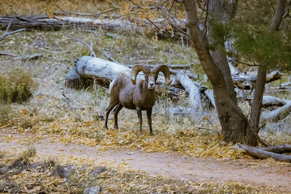 Super telephoto image of bighorn sheep grazing, walking, staring in Zion National Park in Utah seen along a popular walking trail just after sunset at dusk time when there are less people around.