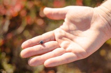 Kuzey Washington Eyaleti 'nde Kuzey Cascades Ulusal Parkı' nda yemyeşil yüksek rakımlı bir dağda yaban mersini tutan bir el görüntüsü..