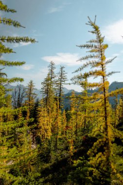 Kuzey Washington Şelaleleri Ulusal Parkı 'nın yüksek rakımlarında, Akçaağaç Geçidi' ndeki güzel tarla ağaçlarının göz kamaştırıcı sonbahar sarı renkleri dağ zirveleri ve mesafe aralığında.