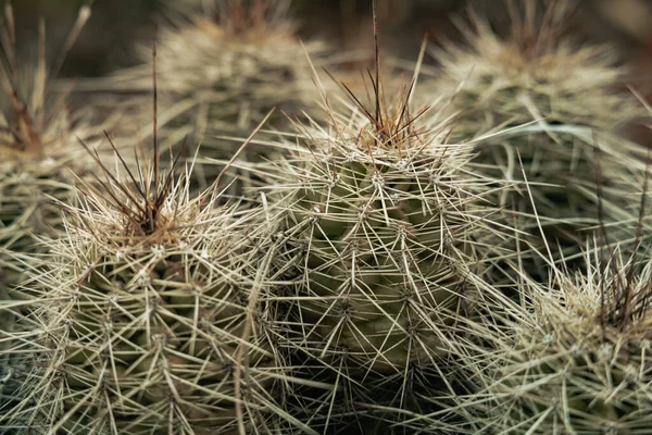Foto Primer Plano Cactus Erizo Fresa Boynton Canyon Sedona —  Fotos de Stock