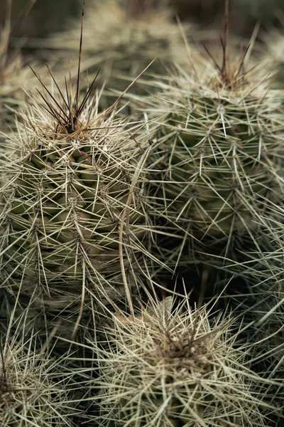 Foto Primer Plano Cactus Erizo Fresa Boynton Canyon Sedona —  Fotos de Stock