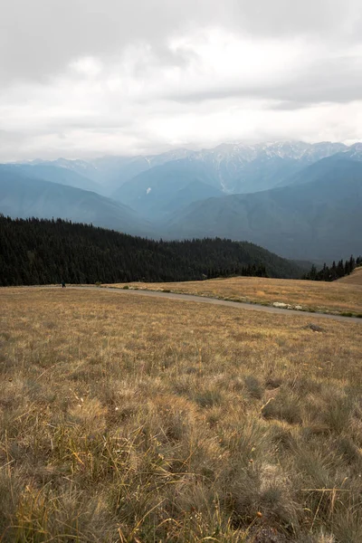 Washington eyaletinde Olimpiyat Ulusal Parkı Kasırgası Sırtı 'nda tepelerde ve çayırlarda bulutlu mavi sırt dağ katmanları ve ağaçlar var..
