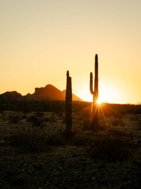 Saddle Dağı 'ndaki güneş yıldızı ve siluet saguaro kaktüsüyle günbatımının dikey görüntüsü.