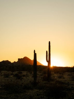 Gün batımında gölgeli saguaro kaktüsü ve Saddle Dağı arka planda..