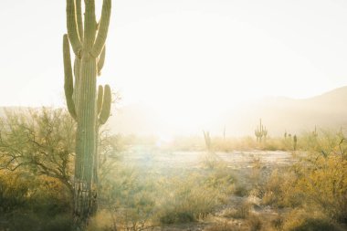 Saguaro kaktüsü Phoenix Arizona 'daki White Tank Dağı Bölge Parkı yakınlarında altın saat çekti..