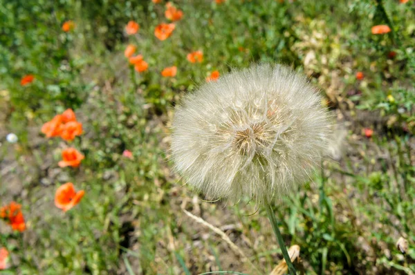 Dandelion with white fluff of mature seeds