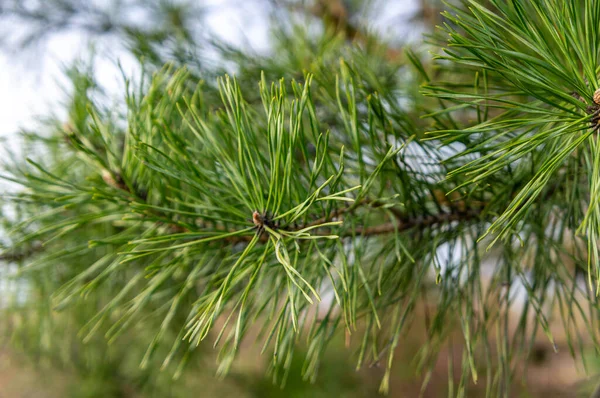 stock image Pine branch close-up