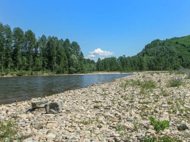 Dağ nehrinin kayalık kıyıları ve suyun yanında ağaçlar. Hamir Nehri, Doğu Kazakistan, Altai Dağları Bölgesi.