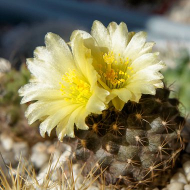Şili kaktüsü Copiapoa çiçek açmış, sarı çiçekler