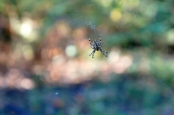 Pavouk Sedí Své Pavučině Lese Slunečného Dne Rozmazaném Pozadí — Stock fotografie