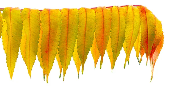 黄色の秋のスパイシーな葉が孤立 — ストック写真